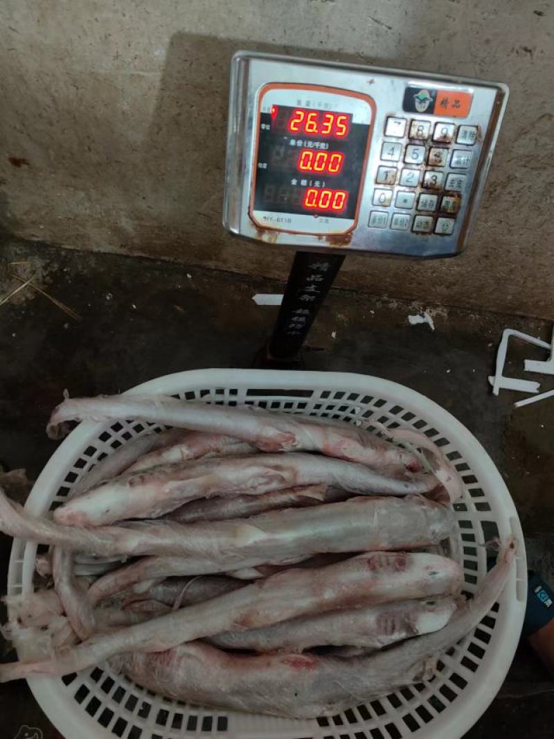 白鲨鱼，南海白鲨，活加工冰鲜冷冻，一手货源