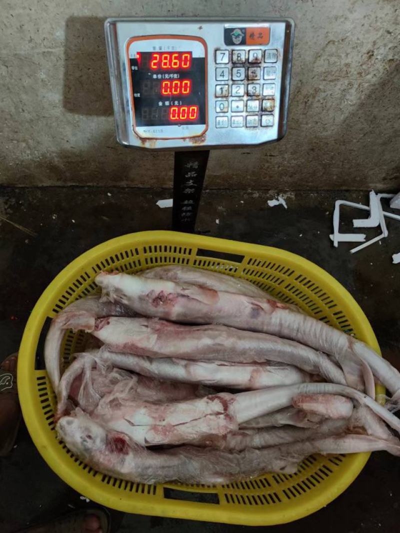 白鲨鱼，南海白鲨，活加工冰鲜冷冻，一手货源