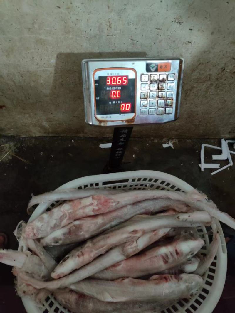 白鲨鱼，南海白鲨，活加工冰鲜冷冻，一手货源