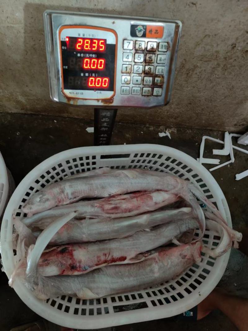 白鲨鱼，南海白鲨，活加工冰鲜冷冻，一手货源
