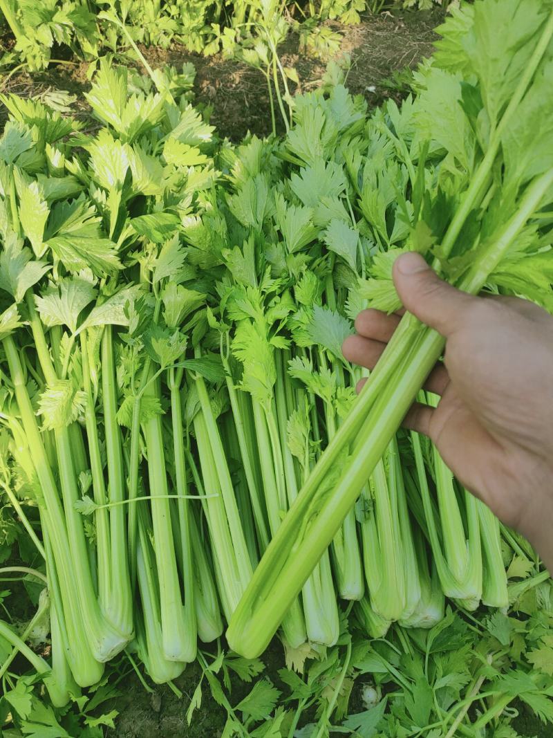 芹菜，西芹，大中小棵，走市场，超市，工厂，电商，基地直供