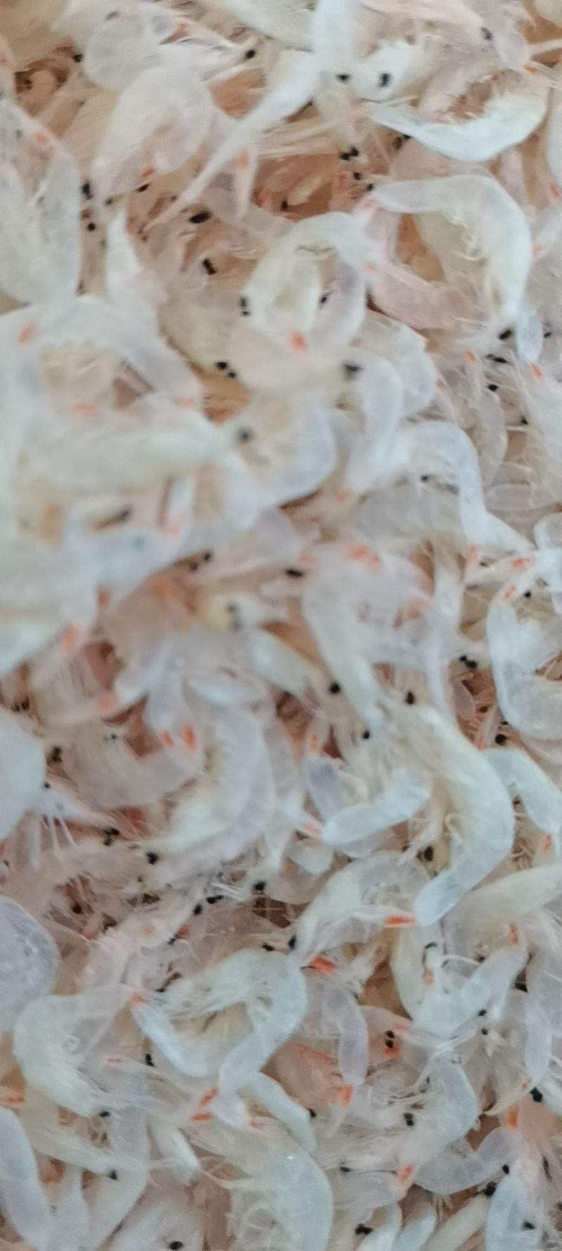 【虾皮】东海微咸中板虾皮当季新货，价格实惠，质量可靠