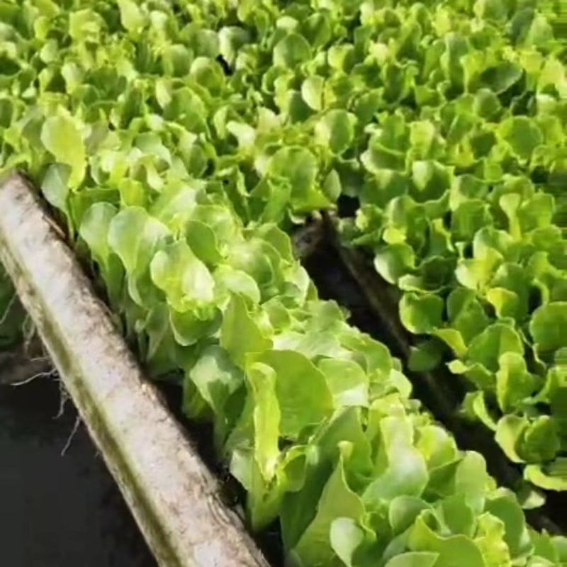 生菜苗，产地一手货源，质量保证，欢迎进店联系