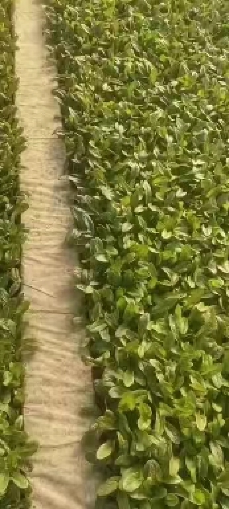 莴笋苗，产地一手货源，云南莴笋苗，欢迎来电咨询