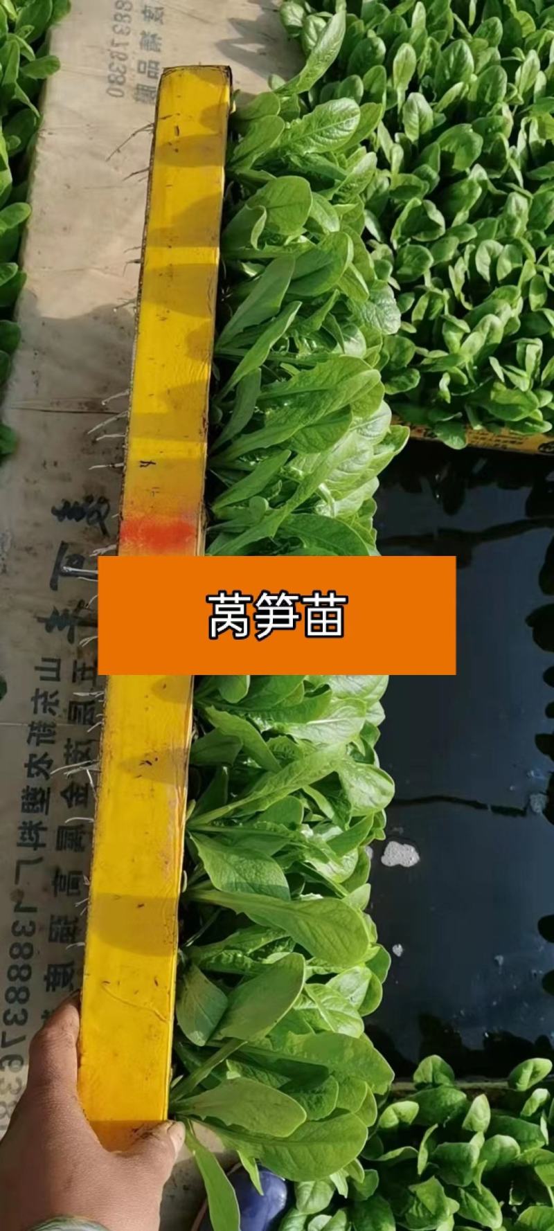 莴笋苗，产地一手货源，云南莴笋苗，欢迎来电咨询