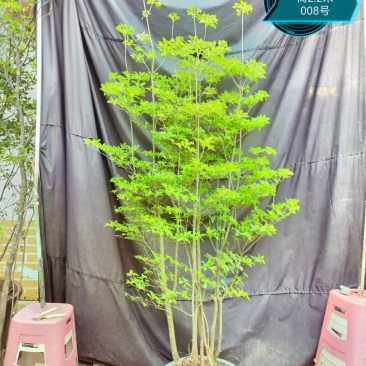 吊钟花