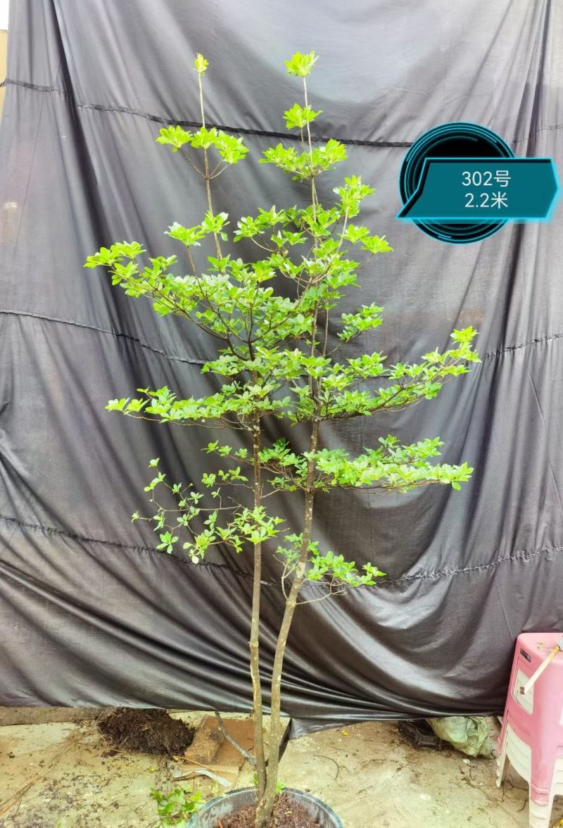 吊钟花
