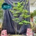 吊钟花