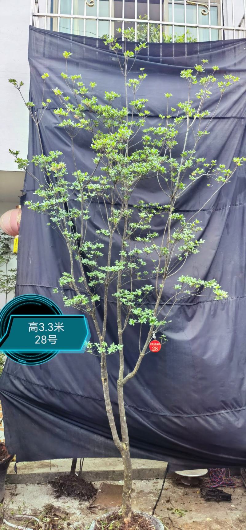 吊钟花