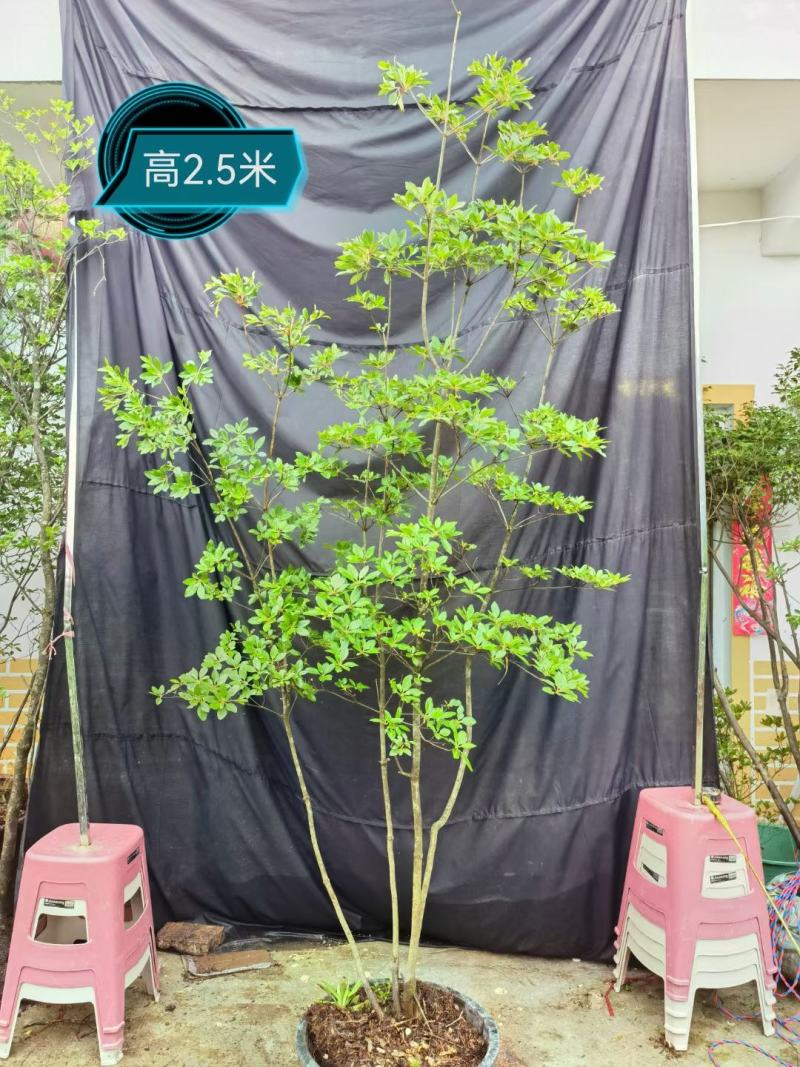 吊钟花