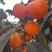 陕西火葫芦甜柿子，阳丰柿子大量供应。货源充足，价格合理！