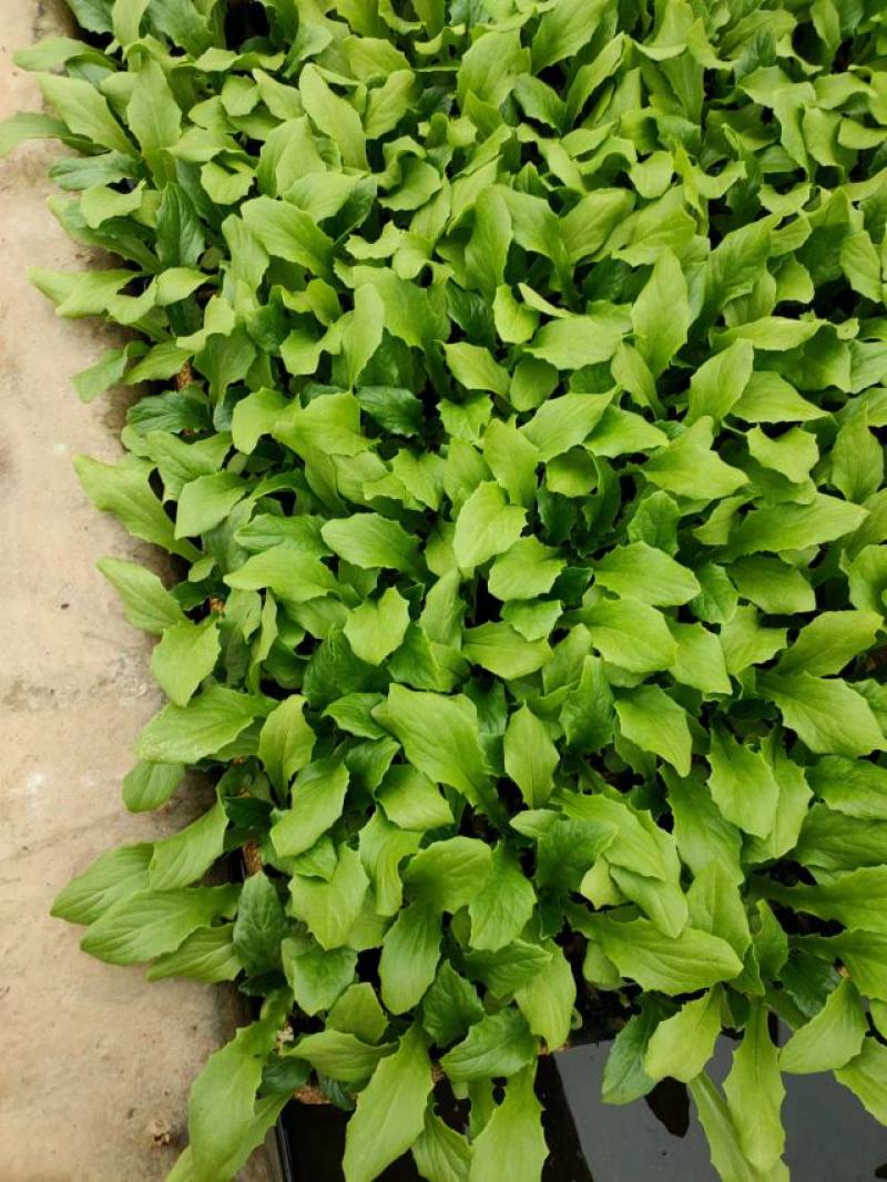 油菜苗，产地发货，质量保证，易种植，欢迎进店联系