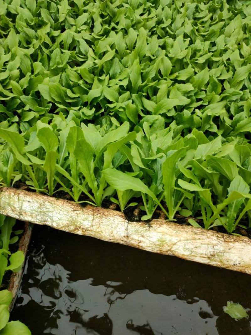 油菜苗，产地发货，质量保证，易种植，欢迎进店联系