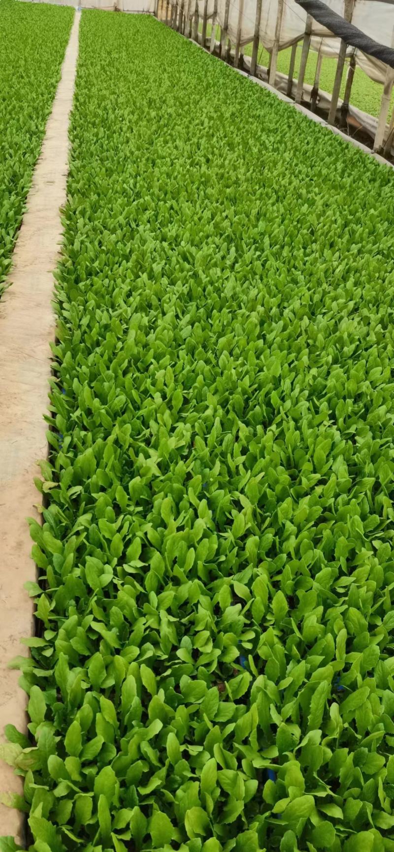 油菜苗，产地发货，质量保证，易种植，欢迎进店联系