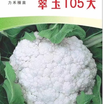 力禾翠玉105天越冬松花菜种子2000粒英花越冬菜花种