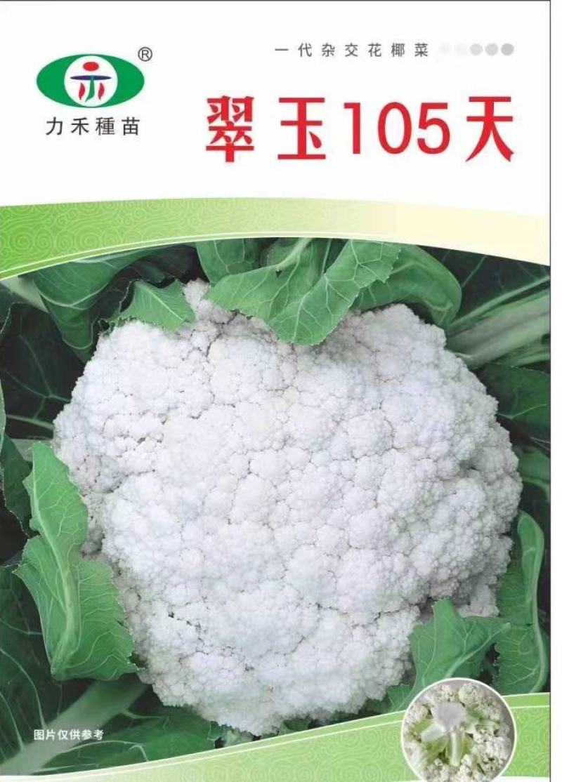 力禾翠玉105天越冬松花菜种子2000粒英花越冬菜花种