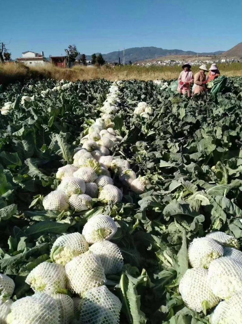 松禧越冬菜花种子力禾翠玉105天越冬菜花种子2000粒