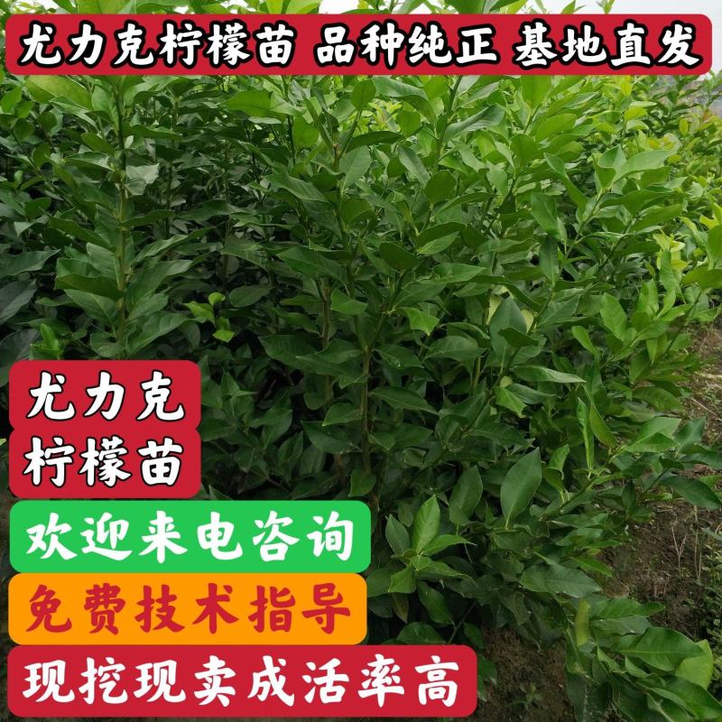 安岳尤力克柠檬苗、柠檬苗，川渝基地直发，批发出售