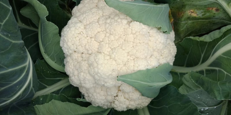 菜花陆续大量上市啦，大量供货，品质好，可按需装货