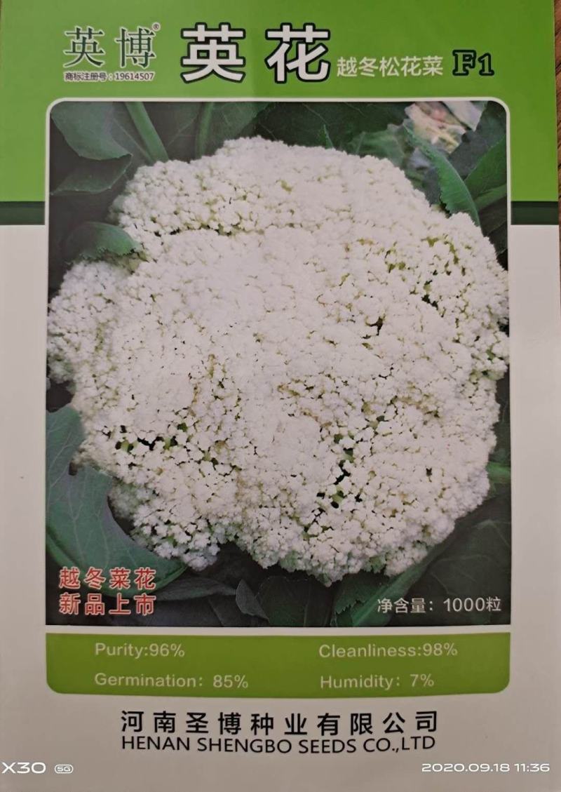 力禾翠玉105天越冬松花菜种子2000粒英花越冬菜花种