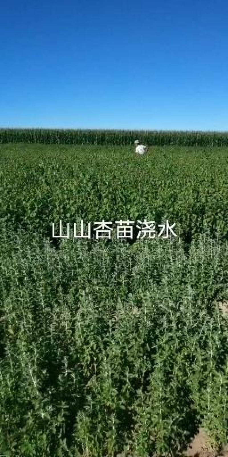 一，二年生沙枣子苗，30公分，60公分以上的混级苗