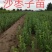 一，二年生沙枣子苗，30公分，60公分以上的混级苗