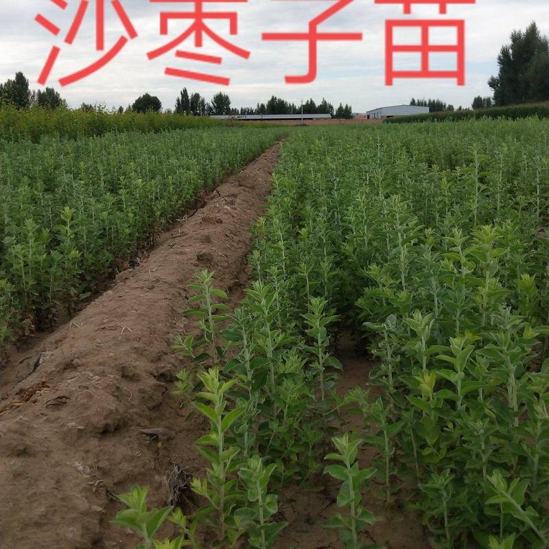 一，二年生沙枣子苗，30公分，60公分以上的混级苗