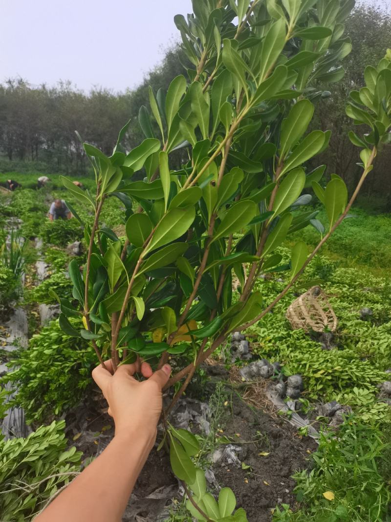 宝珠香绿篱，海桐16杯60-1米多高