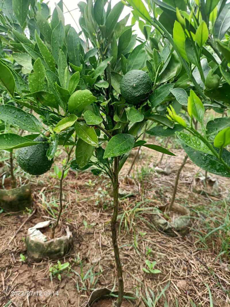 桔子树50~80cm盆栽橘子树