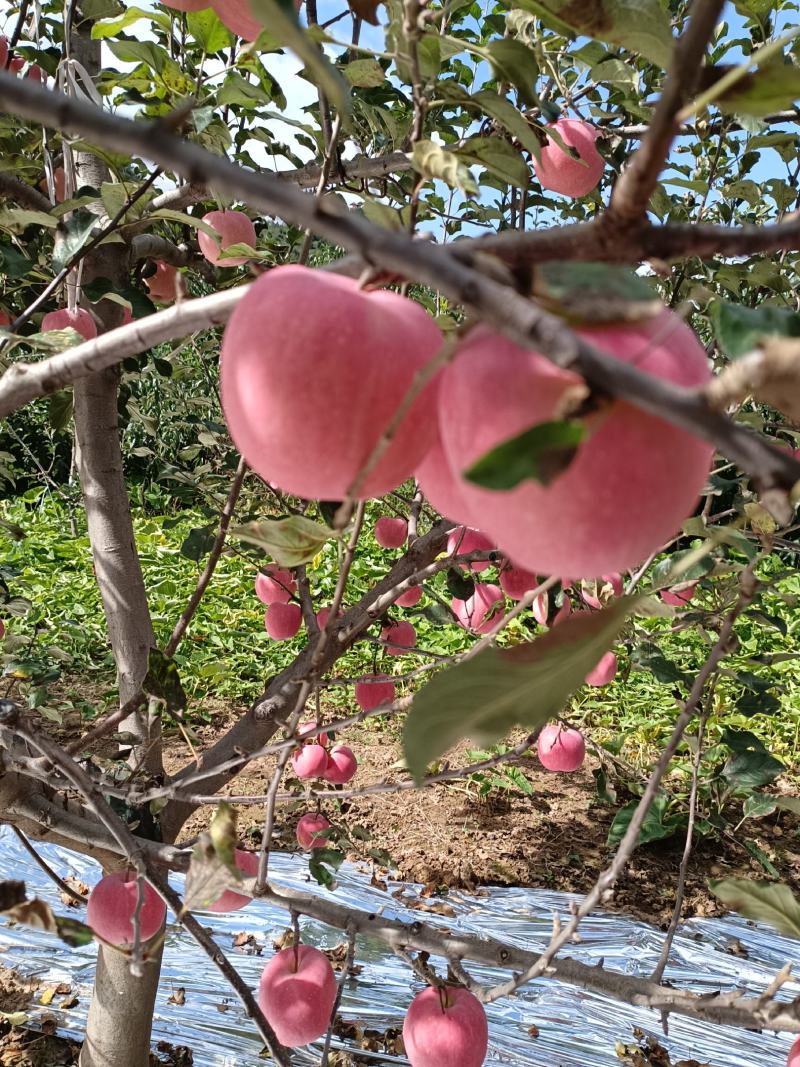 红富士大量上市