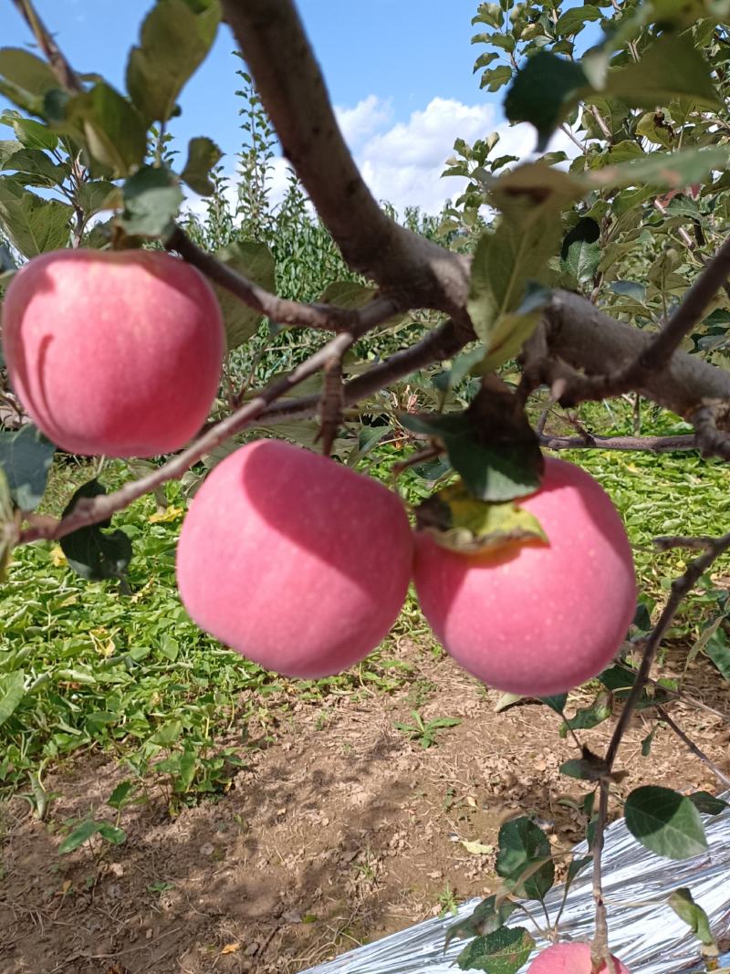 红富士大量上市