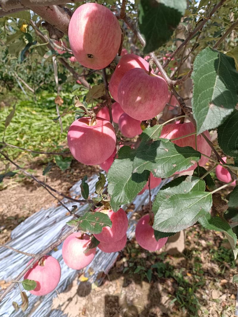 红富士大量上市