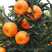 芦柑产地大量供货，光果，叶果，储存果应有尽有。