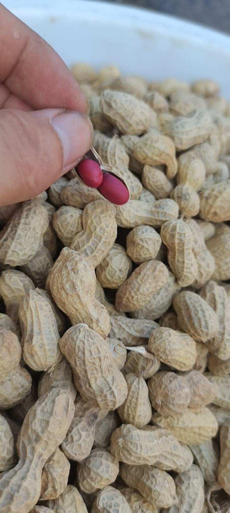 红米花生，红衣花生，红皮花生（两粒红）