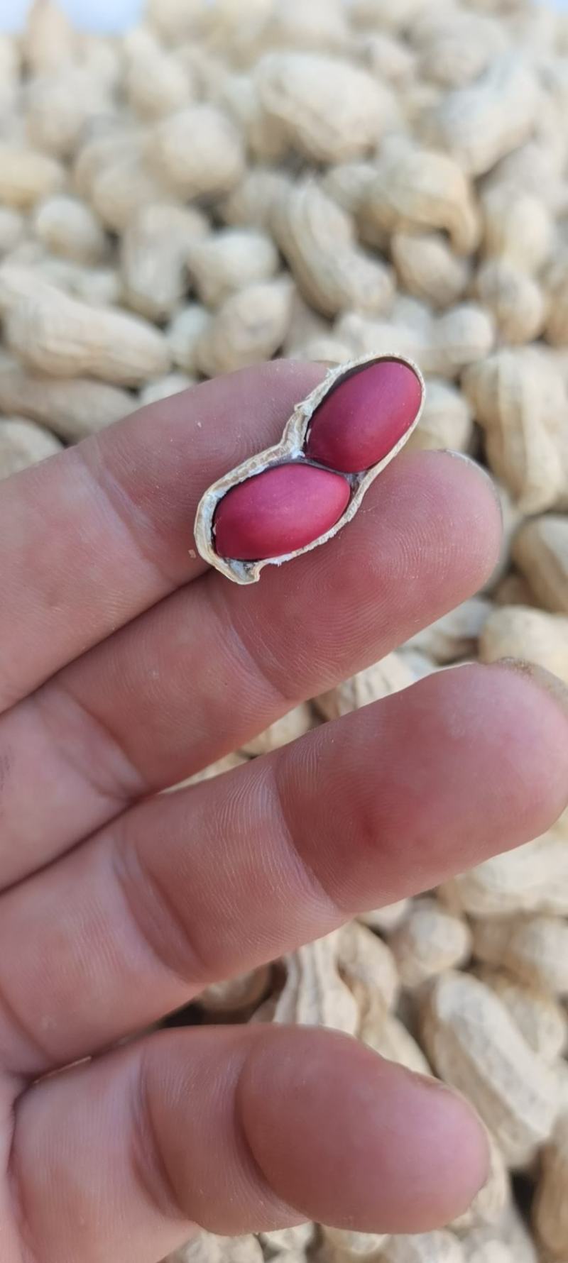 红米花生，红衣花生，红皮花生（两粒红）