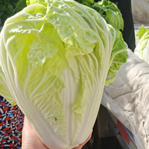 通许鸡腿大白菜黄心白菜品质保障对接全国级市场量大价格从优
