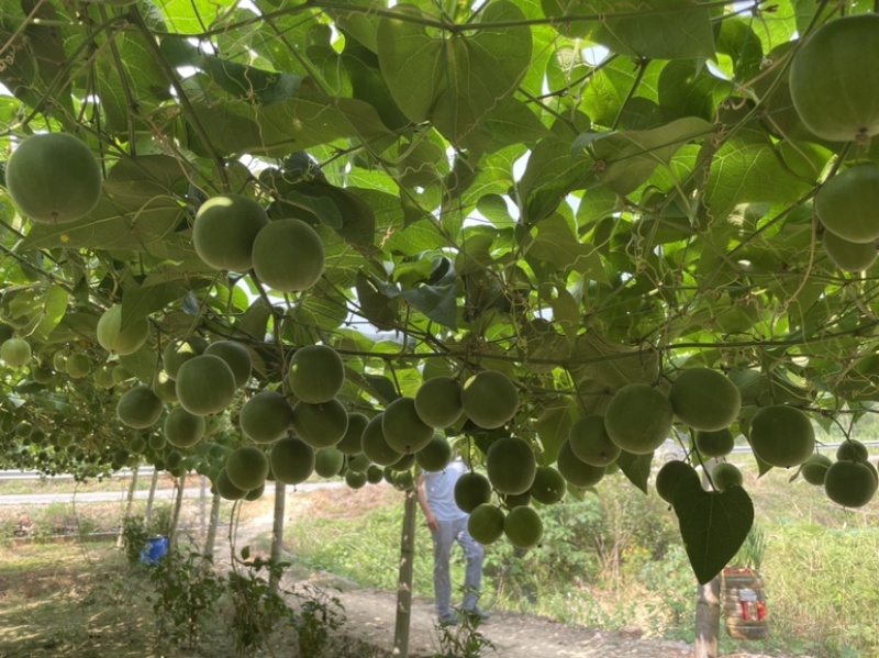 罗汉果产地直发广西桂林特产低温电烤批发零售独立包