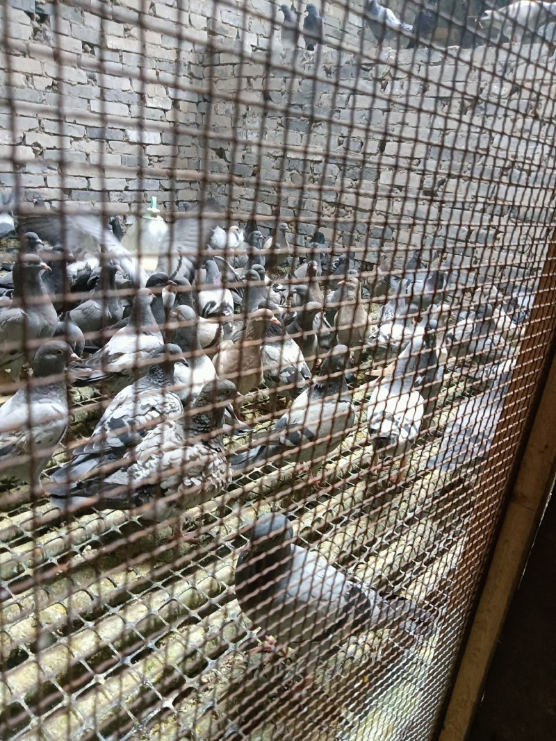出售信鸽，肉鸽，元宝及鸽蛋。