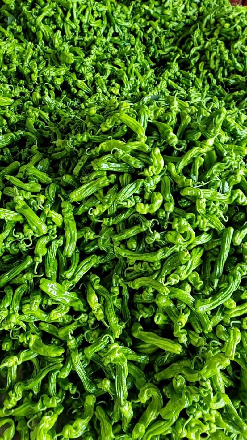 山东费县薄皮椒芜湖椒大量上市供应全国代收代发