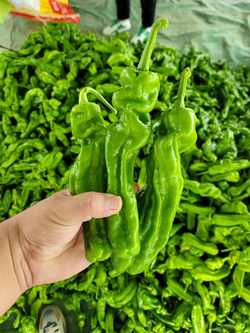 山东费县薄皮椒芜湖椒大量上市供应全国代收代发