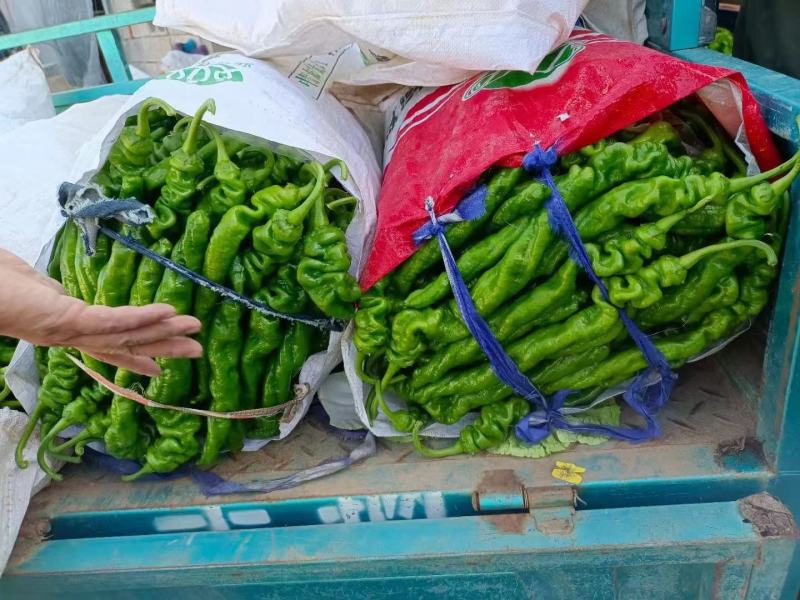 费县大陇椒，螺丝椒大量供应电商市场平台一手货源