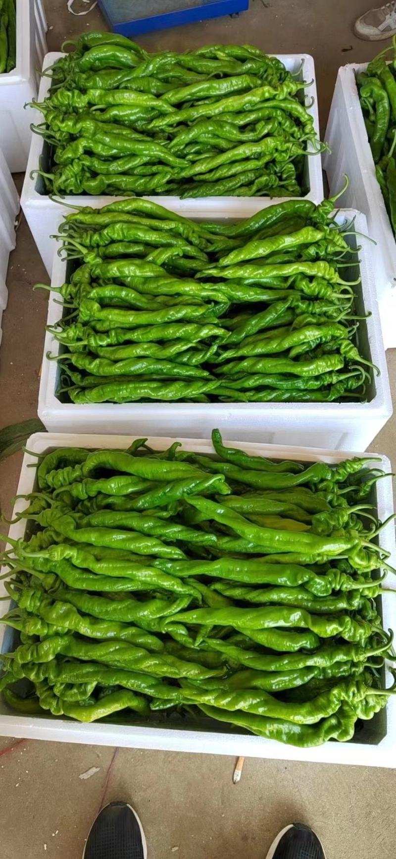 费县大陇椒，螺丝椒大量供应电商市场平台一手货源