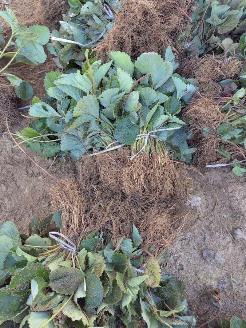 草莓苗奶油草莓苗规格齐全产地一手货源量大从优