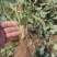 草莓苗奶油草莓苗规格齐全产地一手货源量大从优