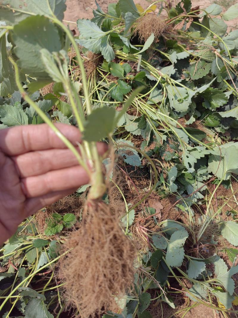 草莓苗奶油草莓苗规格齐全产地一手货源量大从优
