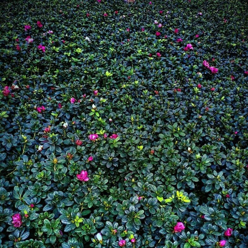 基地长期供应各种规格西洋鹃又称比利时杜鹃