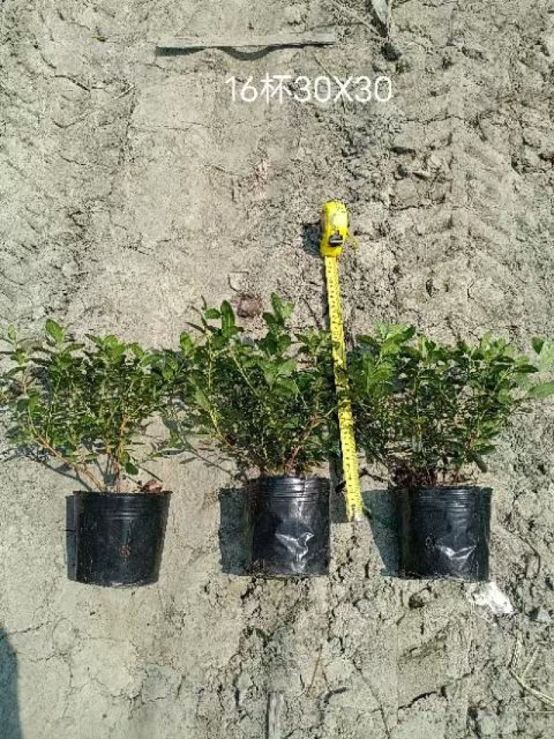 基地长期供应各种规格西洋鹃又称比利时杜鹃