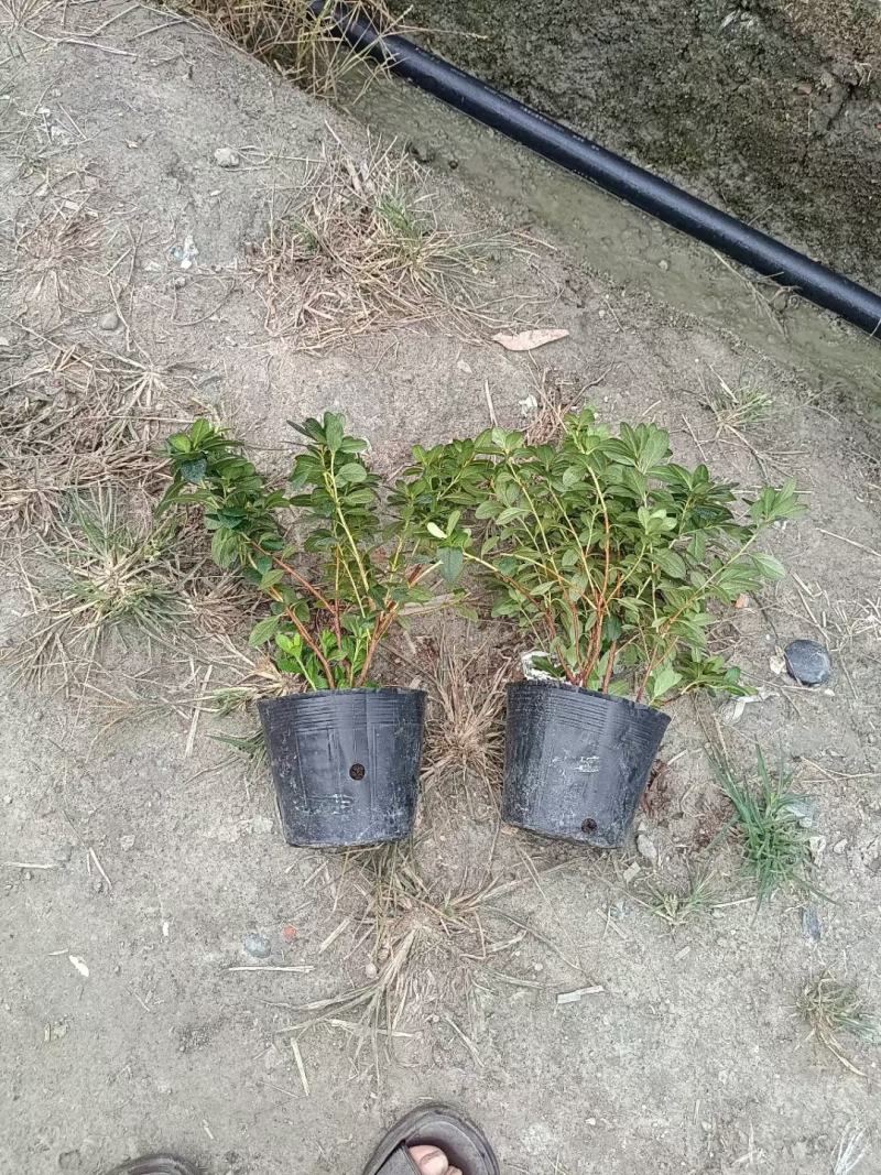 基地长期供应各种规格西洋鹃又称比利时杜鹃