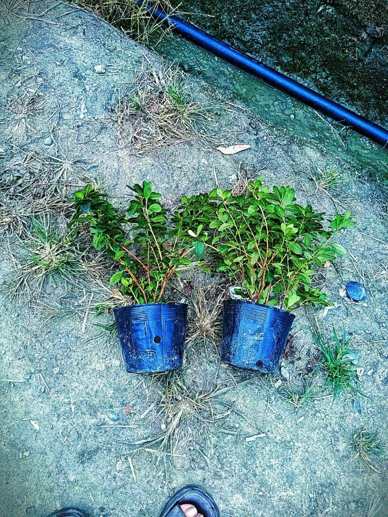 基地长期供应各种规格西洋鹃又称比利时杜鹃