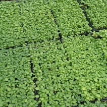 能移栽的托鲁巴姆苗，俗称嫁接茄子的占木野茄根